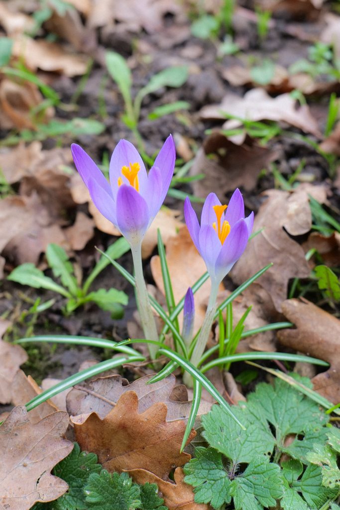 A Year of Wildflowers #4 – Early Crocus