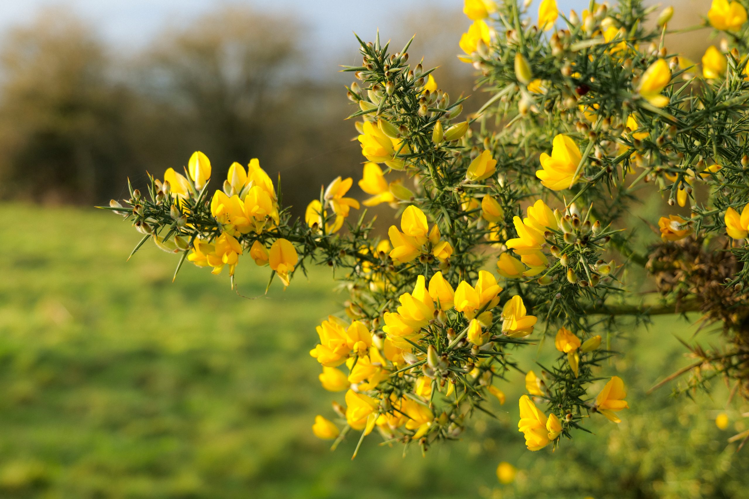 A Year of Wildflowers #1 – Gorse