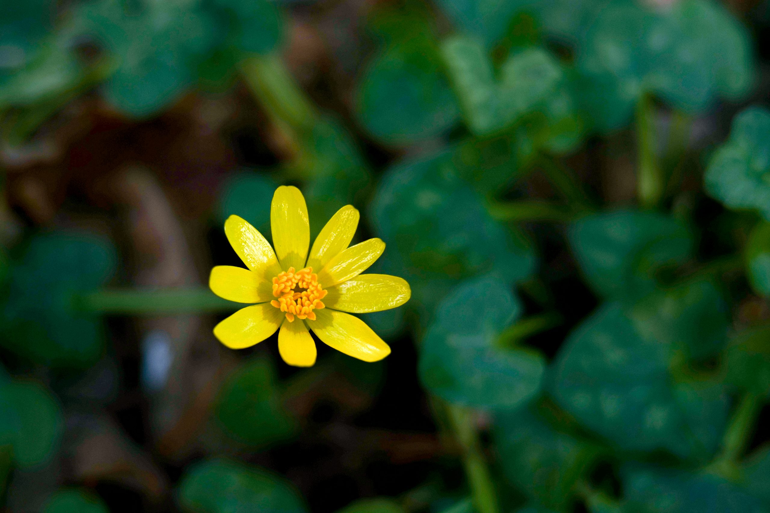A Year of Wildflowers #5 – Lesser Celandine