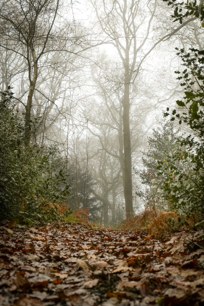 A Misty Morning in Southcrest Woods