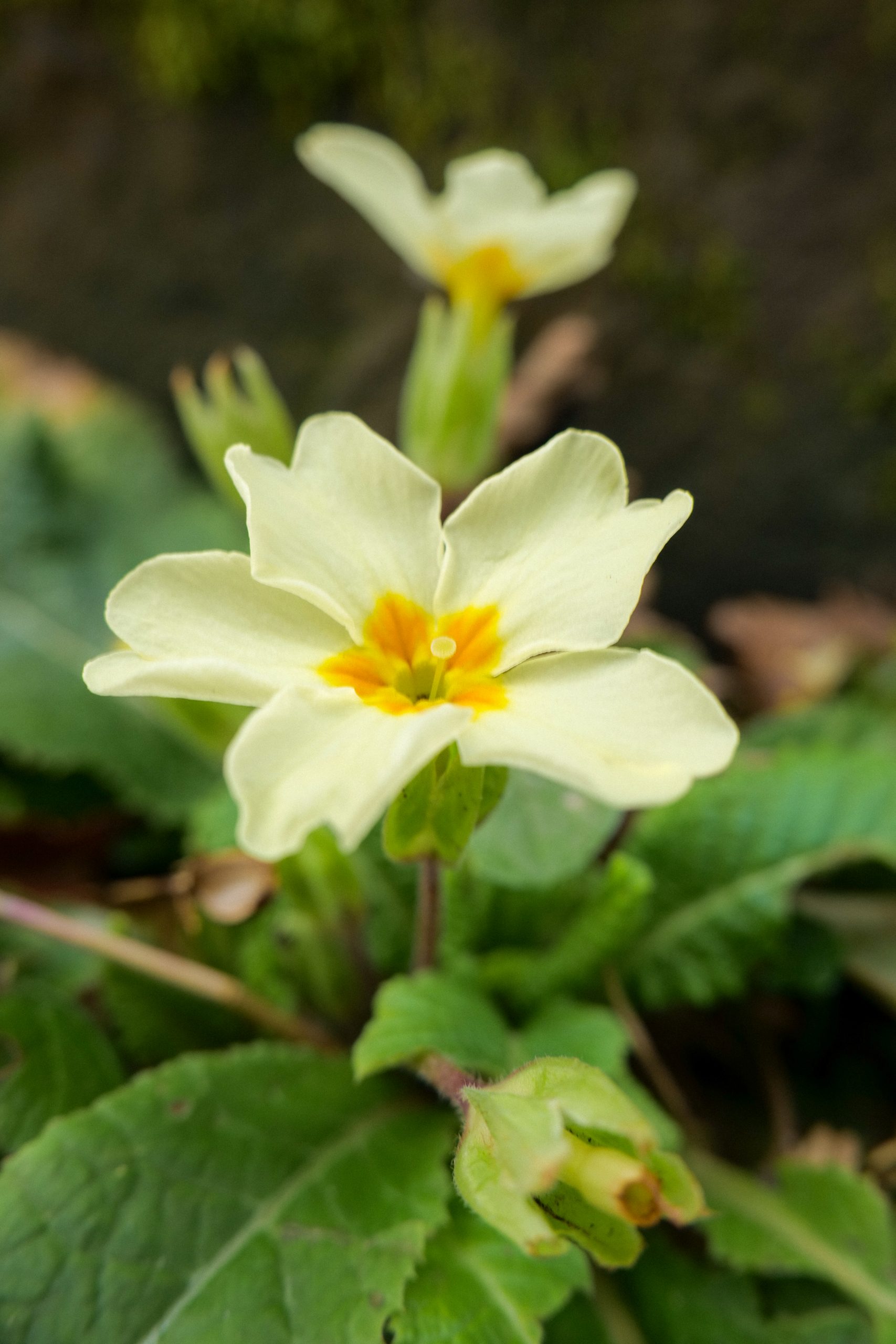 A Year of Wildflowers #3 – Primrose